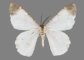 AZ26-0138V
